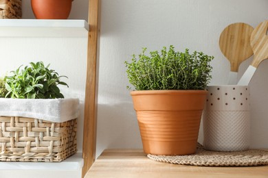 Different aromatic potted herbs on wooden table indoors