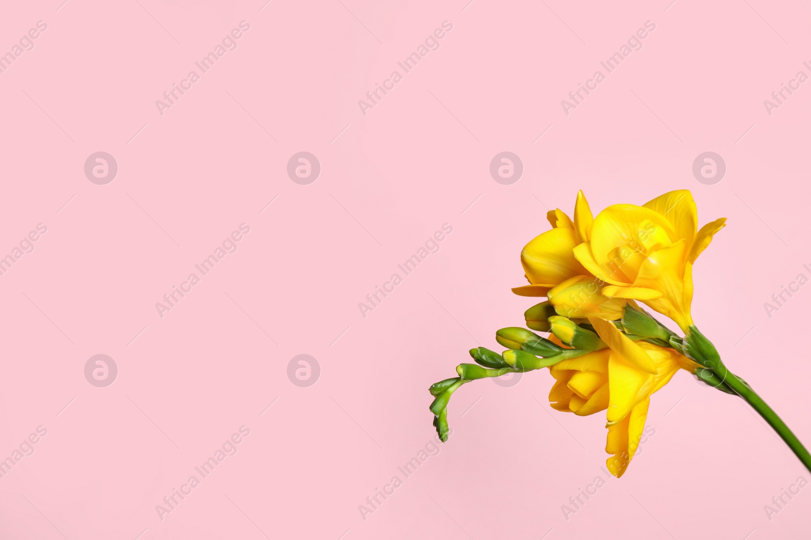 Photo of Beautiful yellow freesia flower on pink background. Space for text