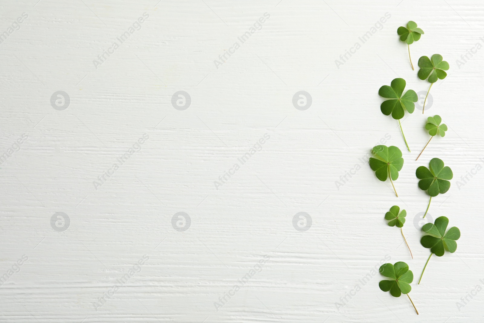 Photo of Clover leaves on white wooden table, flat lay with space for text. St. Patrick's Day symbol