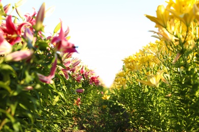 Photo of Beautiful bright lilies growing at flower field