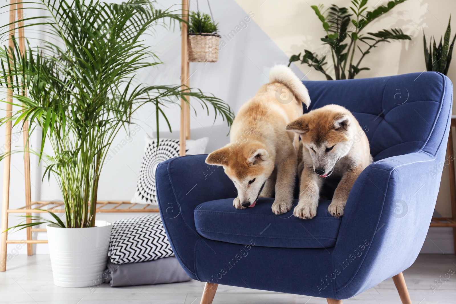 Photo of Cute Akita Inu dogs on armchair in room with houseplants