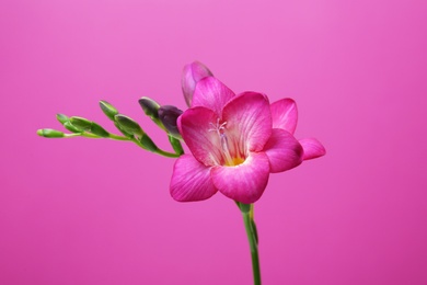 Photo of Beautiful freesia flower on color background