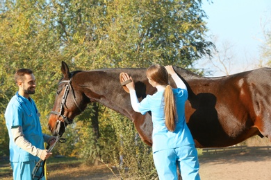 Veterinarians in uniform brushing beautiful brown horse outdoors