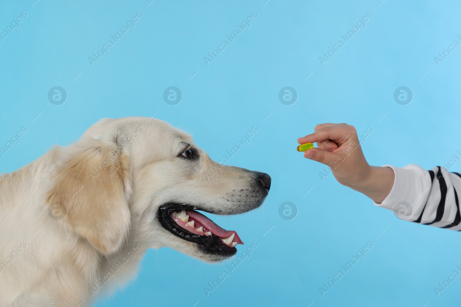 Photo of Woman giving pill to cute Labrador Retriever dog on light blue background, closeup