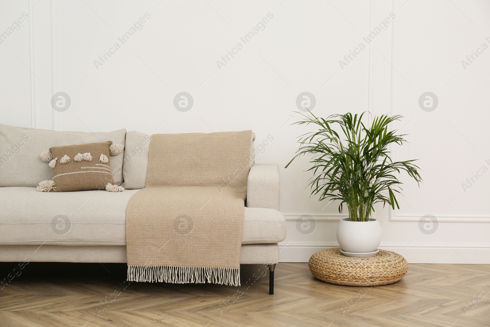 Photo of Comfortable sofa and houseplant near white wall in living room