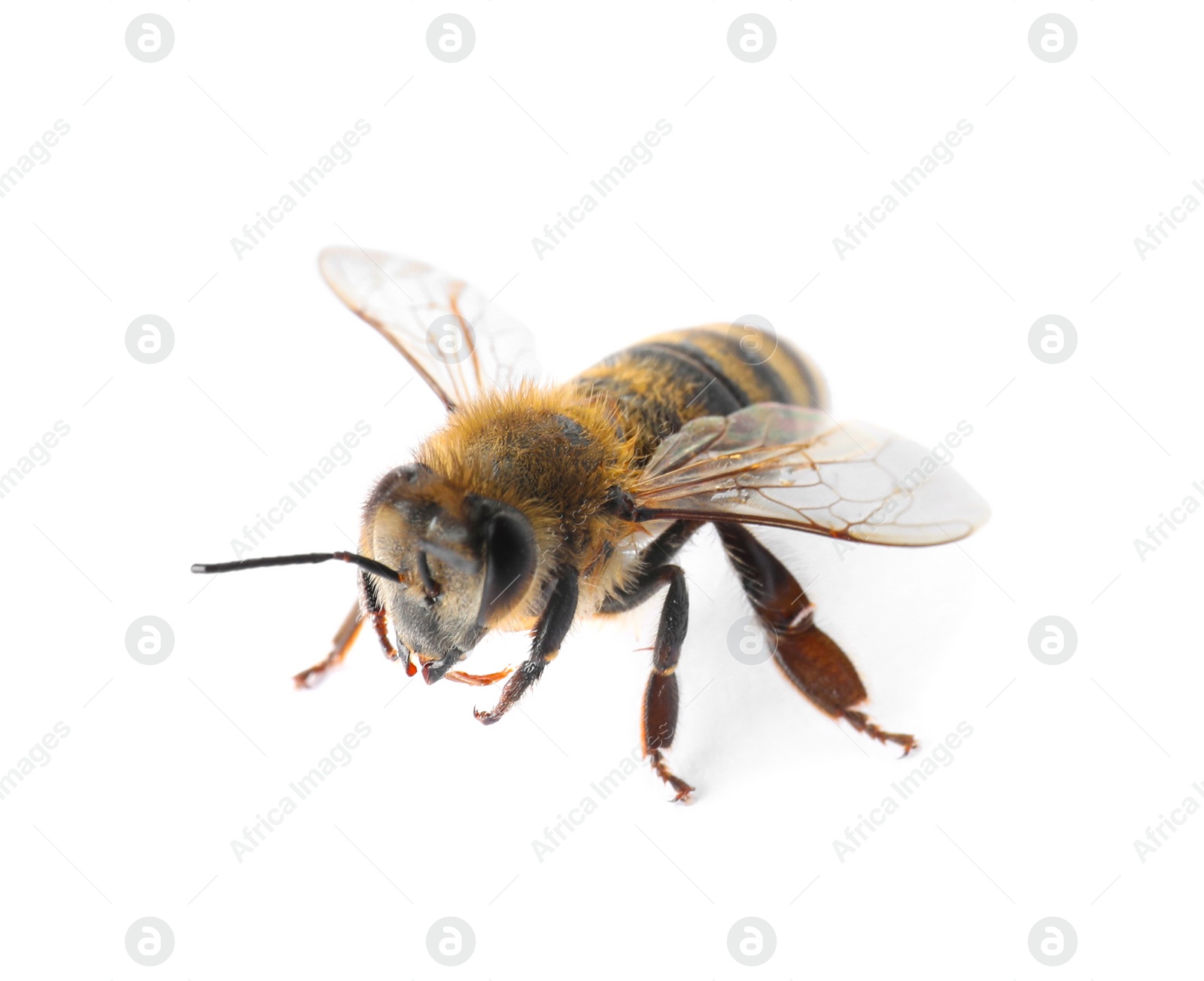 Photo of Beautiful honeybee on white background. Domesticated insect