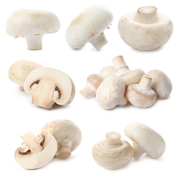 Image of  Set with fresh champignon mushrooms on white background