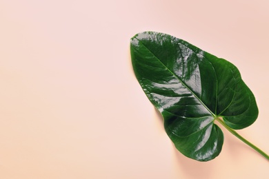 Photo of Beautiful tropical Anthurium leaf on color background, top view