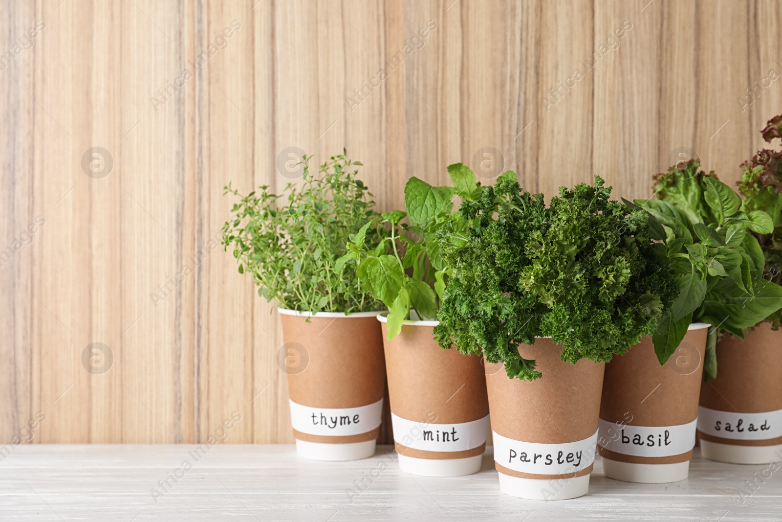 Photo of Seedlings of different aromatic herbs in paper cups with name labels on white table near wooden wall
