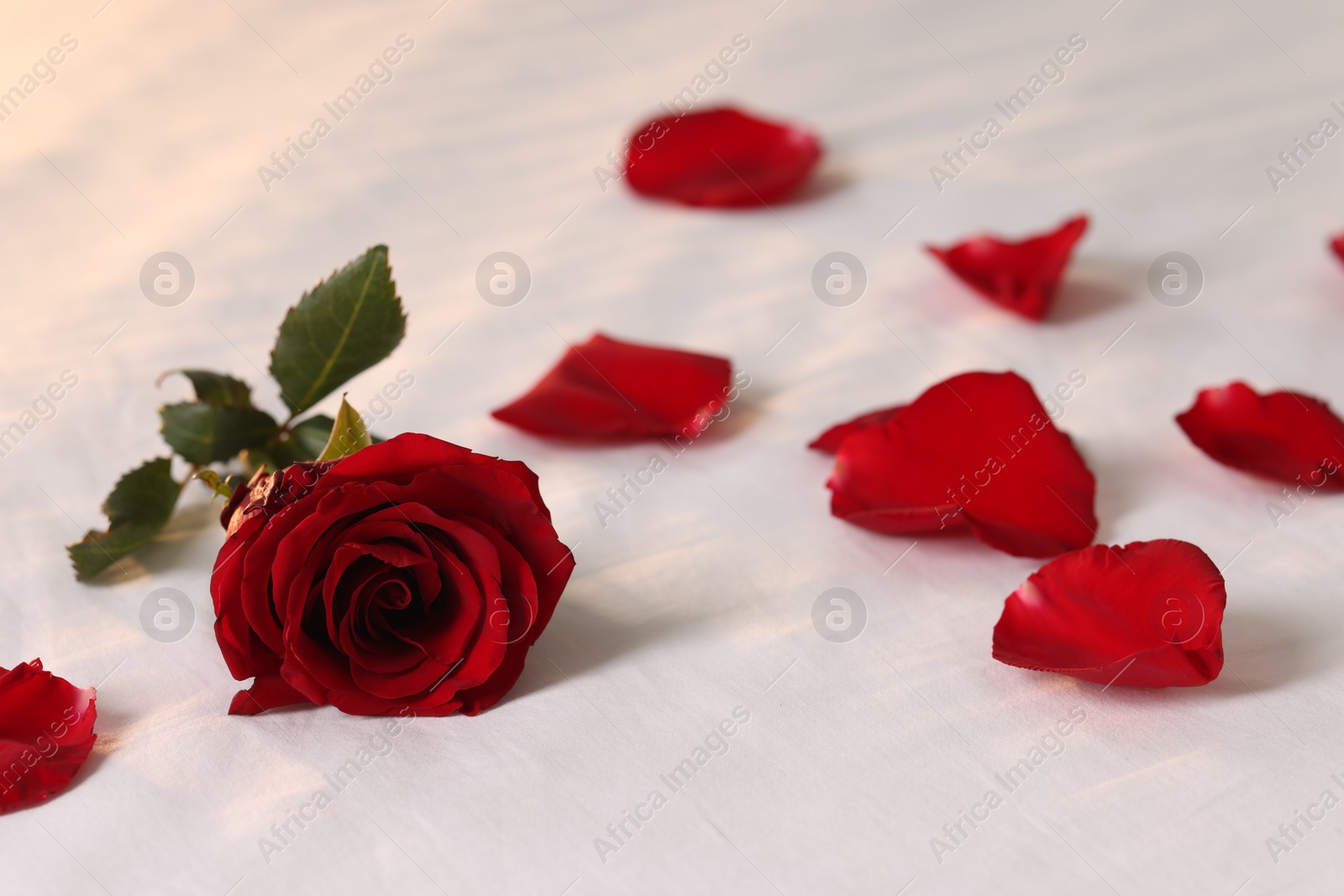 Photo of Honeymoon. Beautiful rose flower and petals on bed, closeup