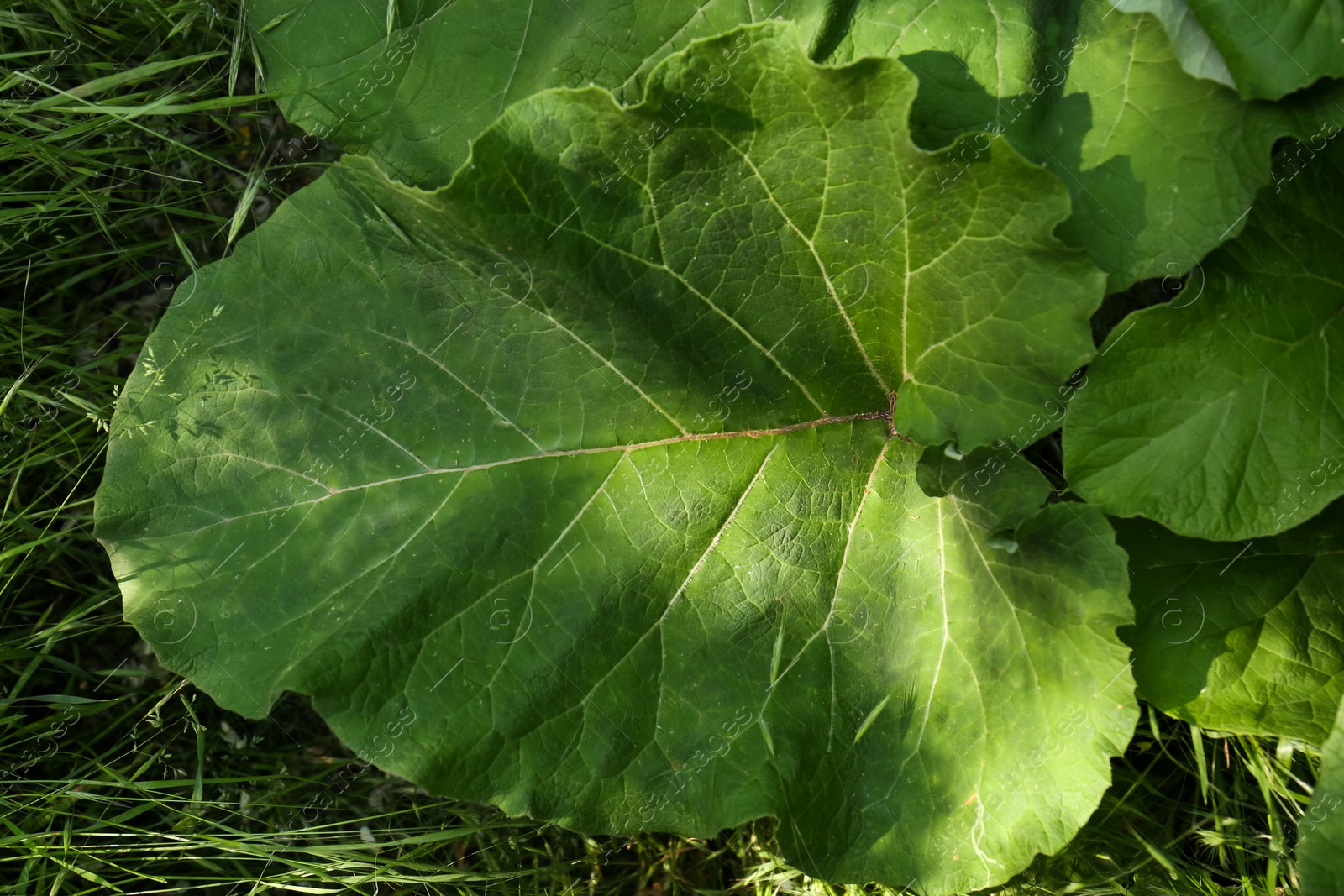 Photo of Burdock plant with big green leaves outdoors, top view