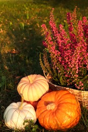 Photo of Wicker basket with beautiful heather flowers and pumpkins on green grass outdoors