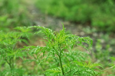 Ragweed plant (Ambrosia genus) outdoors. Seasonal allergy