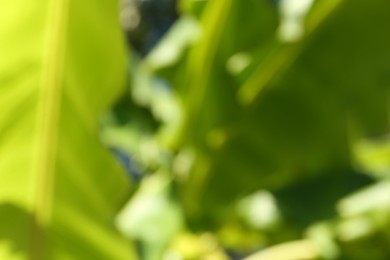 Photo of Blurred view of palm tree with lush green leaves