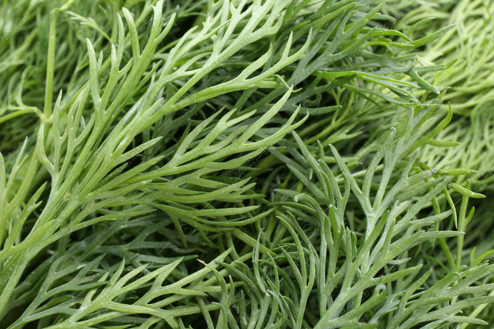 Photo of Sprigs of fresh dill as background, above view