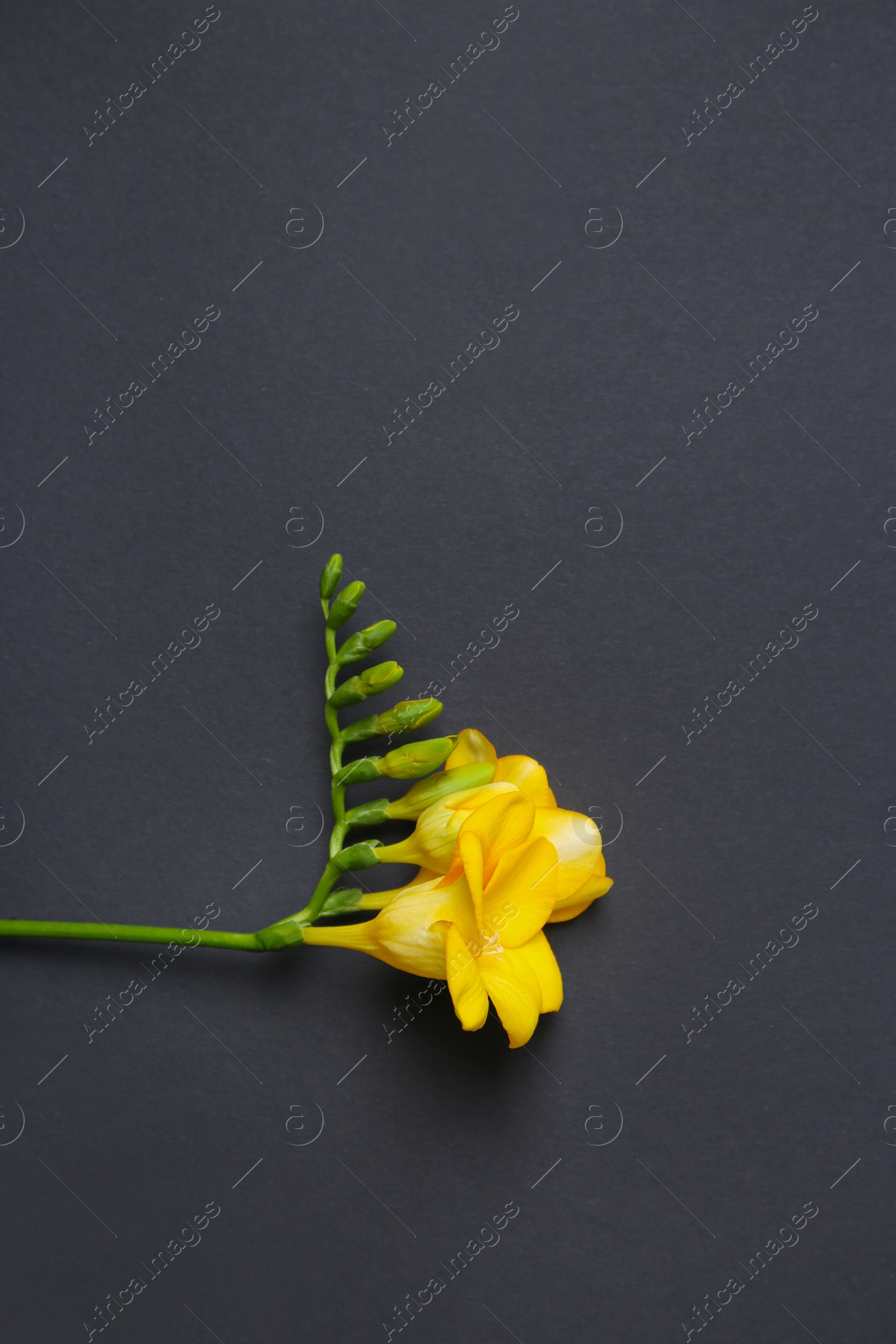 Photo of Beautiful freesia on dark background