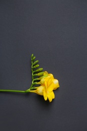 Photo of Beautiful freesia on dark background