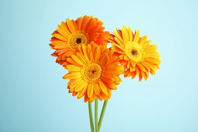 Bouquet of beautiful bright gerbera flowers on color background