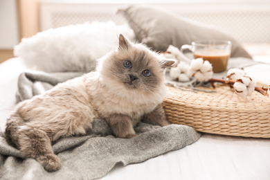 Photo of Birman cat on bed at home. Cute pet