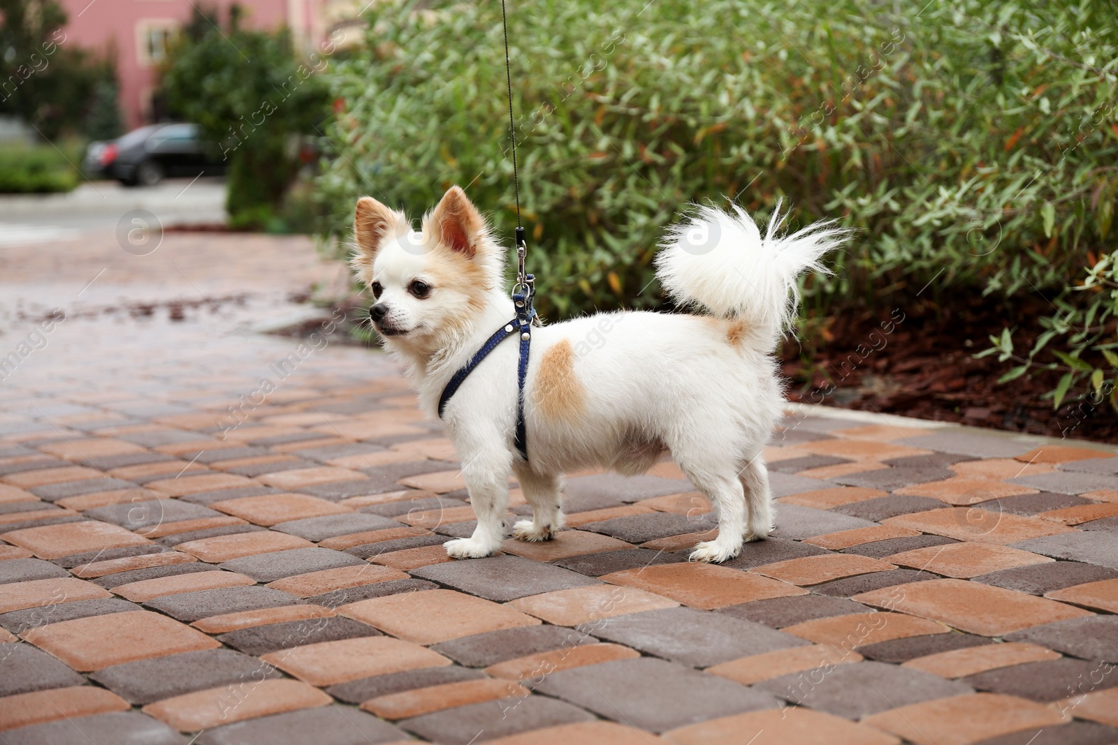 Photo of Cute Chihuahua with leash on walkway outdoors. Dog walking