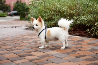 Cute Chihuahua with leash on walkway outdoors. Dog walking