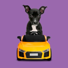 Image of Adorable puppy in toy car on violet background