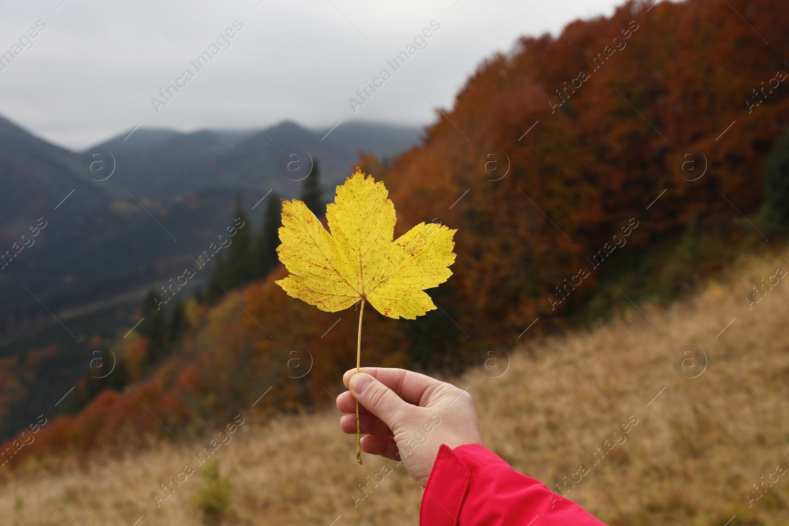 Photo of Woman holding beautiful leaf outdoors on autumn day, closeup