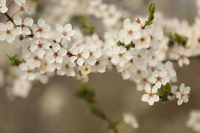 Closeup view of blossoming tree outdoors on spring day