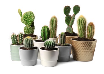 Photo of Many different cacti in pots on white background