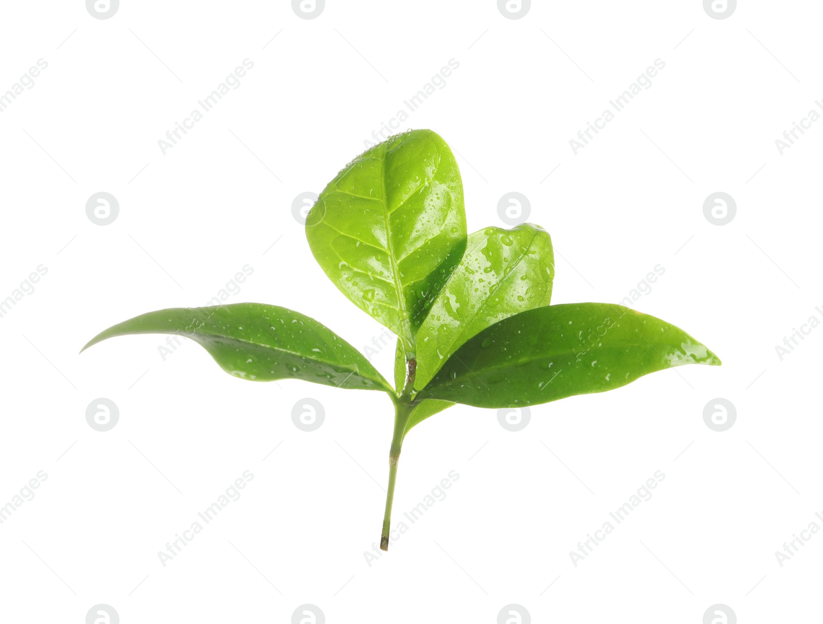 Photo of Fresh green coffee leaves isolated on white