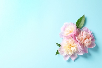 Beautiful fragrant peony flowers on color background