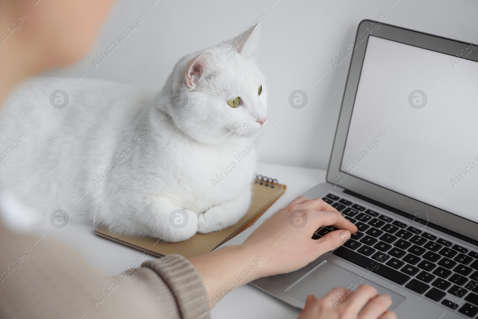 Photo of Woman working while her cat relaxing near laptop on table, closeup