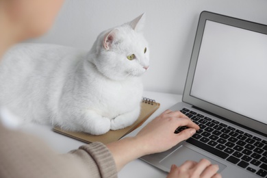 Woman working while her cat relaxing near laptop on table, closeup