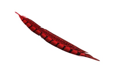 Beautiful red bird feather isolated on white