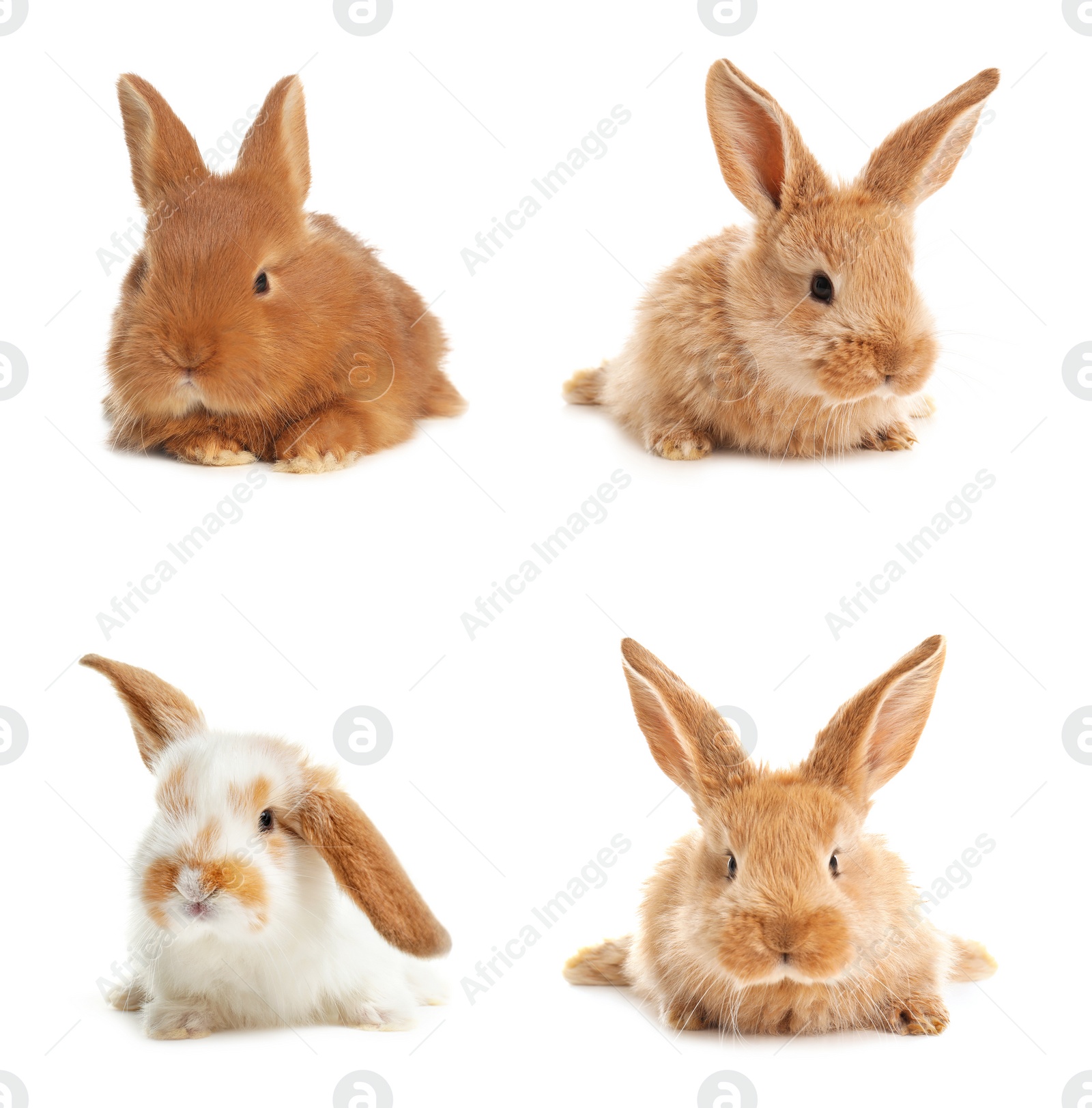 Image of Collage with adorable fluffy bunnies on white background. Baby animals 