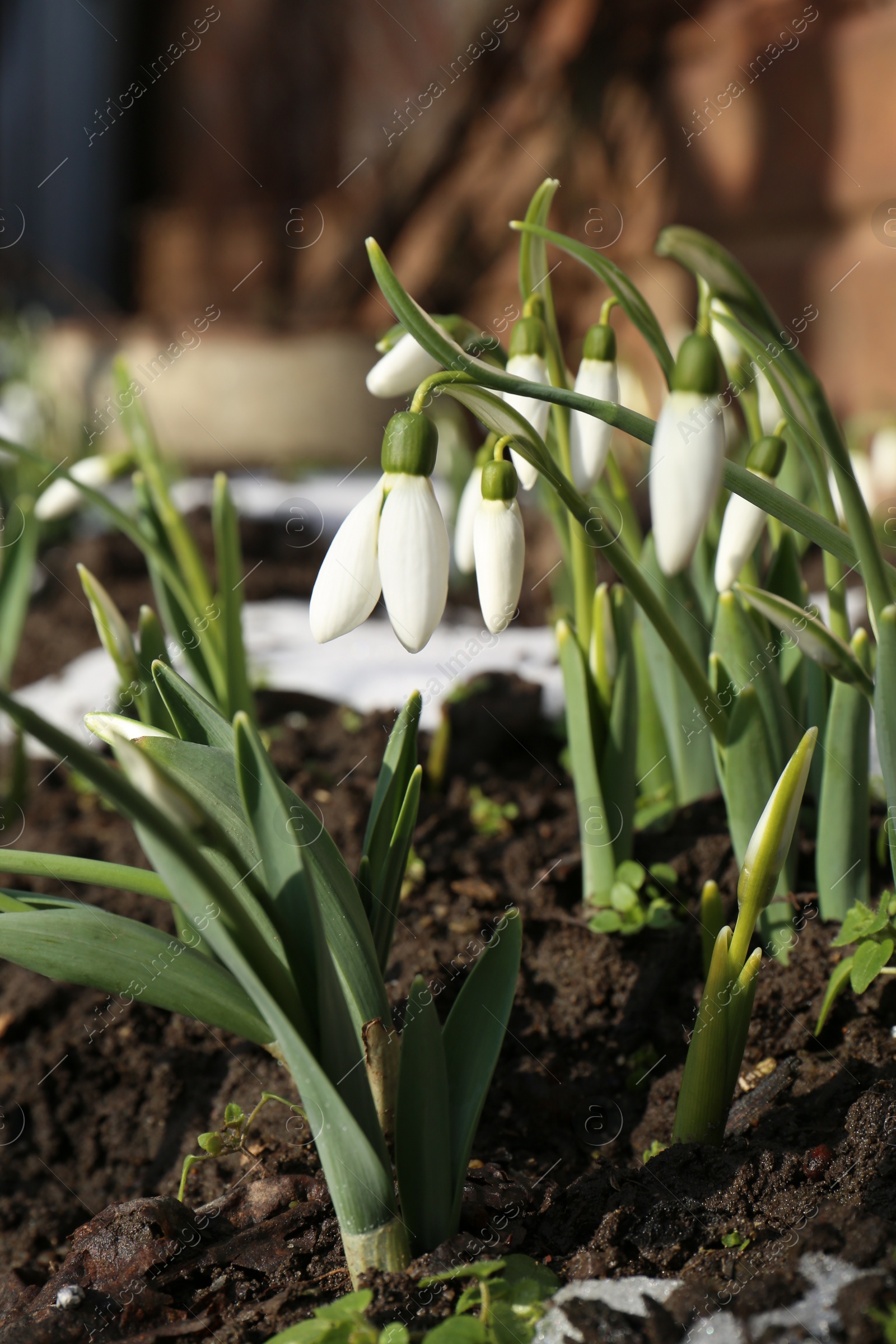 Photo of Beautiful blooming snowdrops growing outdoors. Spring flowers