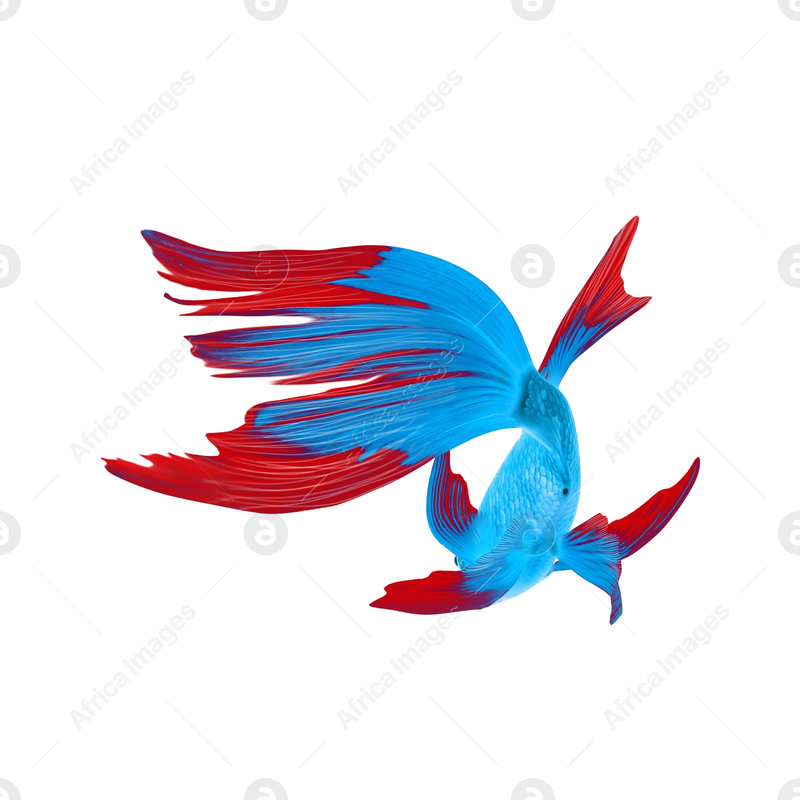 Image of Beautiful colorful betta fish on white background 