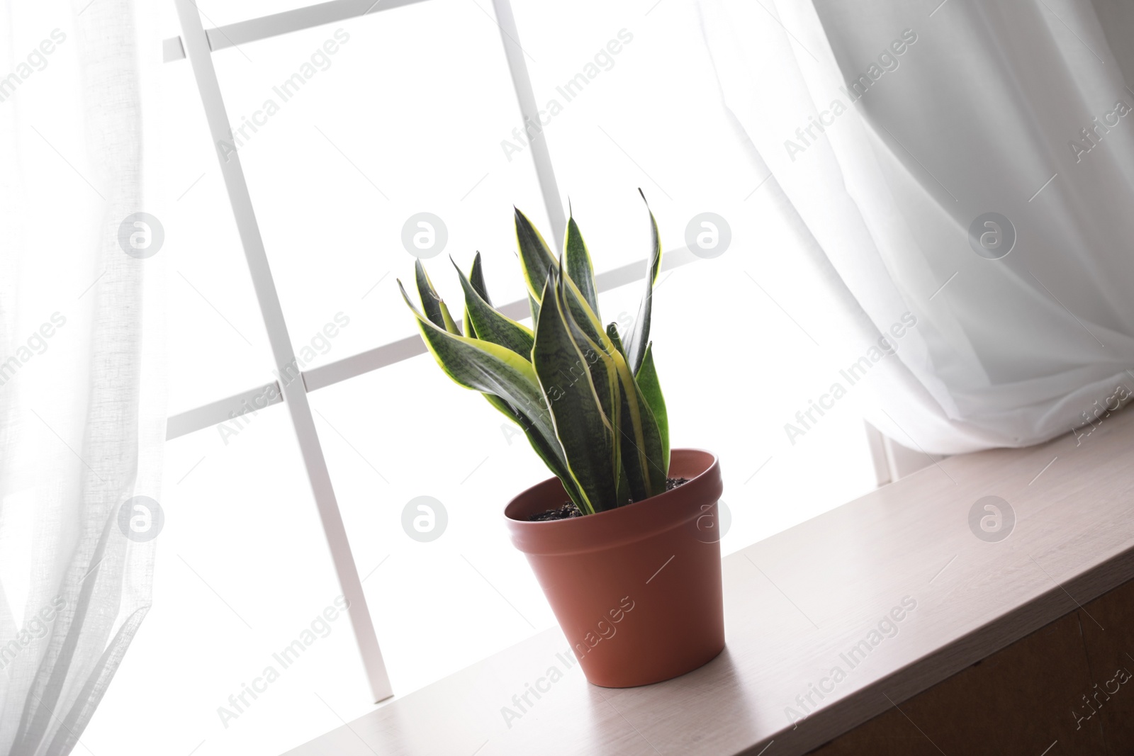 Photo of Houseplant on window sill. Home decor element