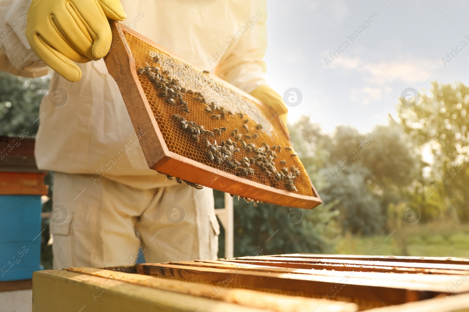 Photo of Beekeeper in uniform with honey frame at apiary, closeup