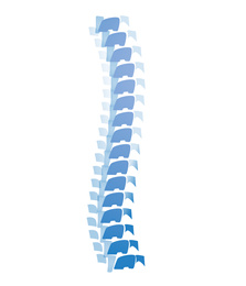 Illustration of  human spine on white background