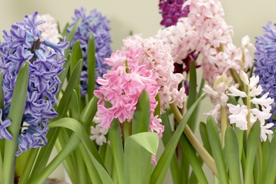 Photo of Beautiful spring hyacinth flowers on color background, closeup