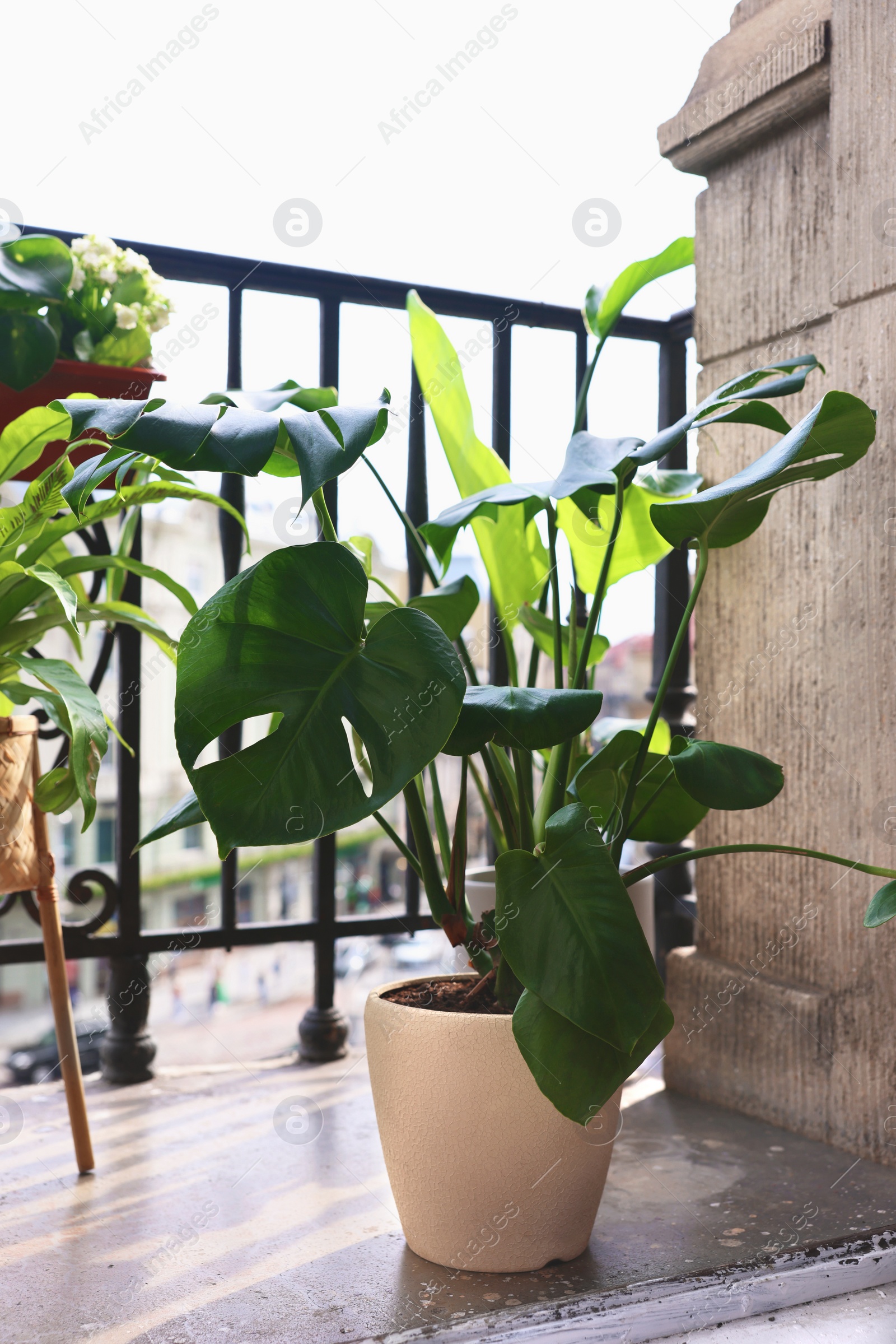 Photo of Beautiful monstera plant in pot on balcony