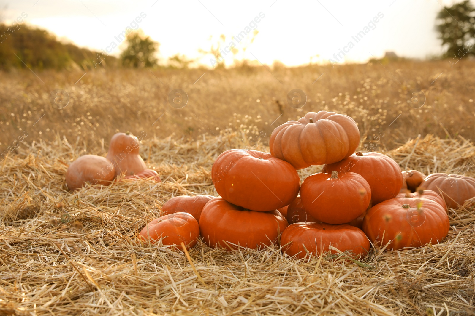 Photo of Ripe orange pumpkins among straw in field