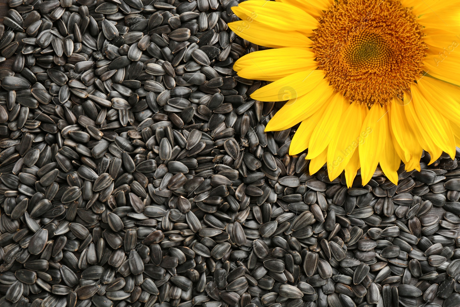 Photo of Sunflower seeds and flower as background