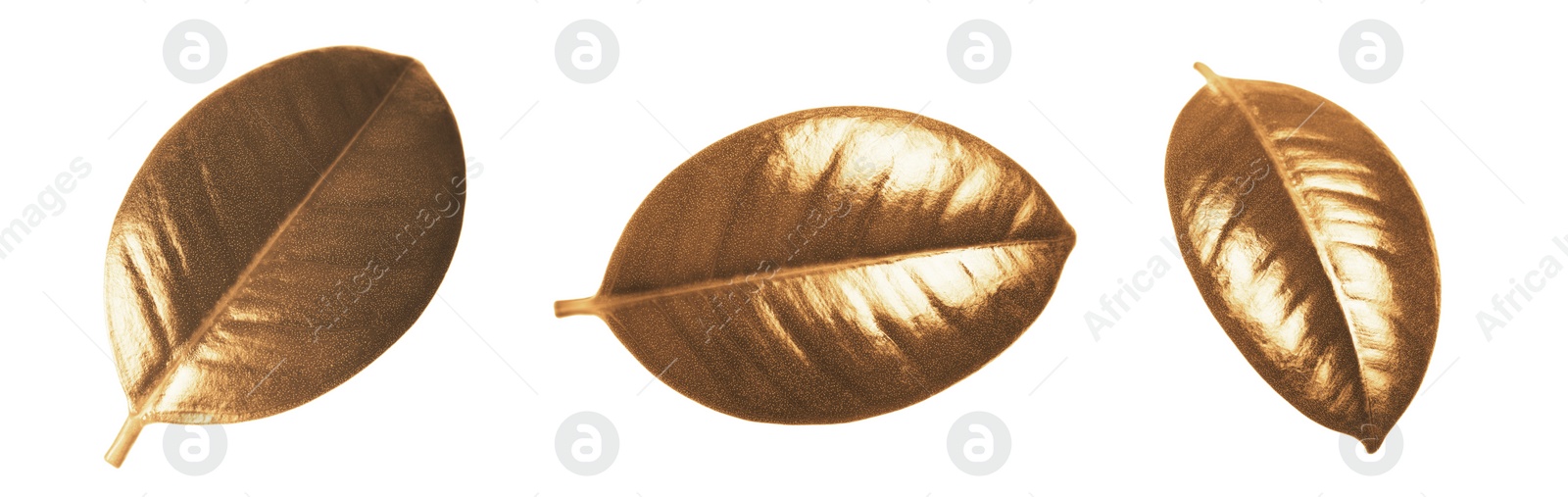 Image of Collage with beautiful gold painted leaves of Ficus Elastica plant on white background, top view