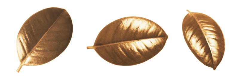 Image of Collage with beautiful gold painted leaves of Ficus Elastica plant on white background, top view