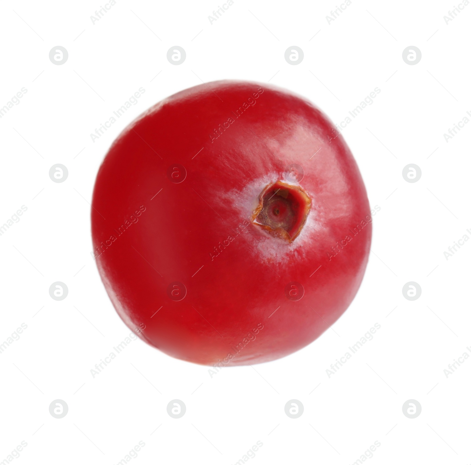 Photo of One fresh ripe cranberry isolated on white