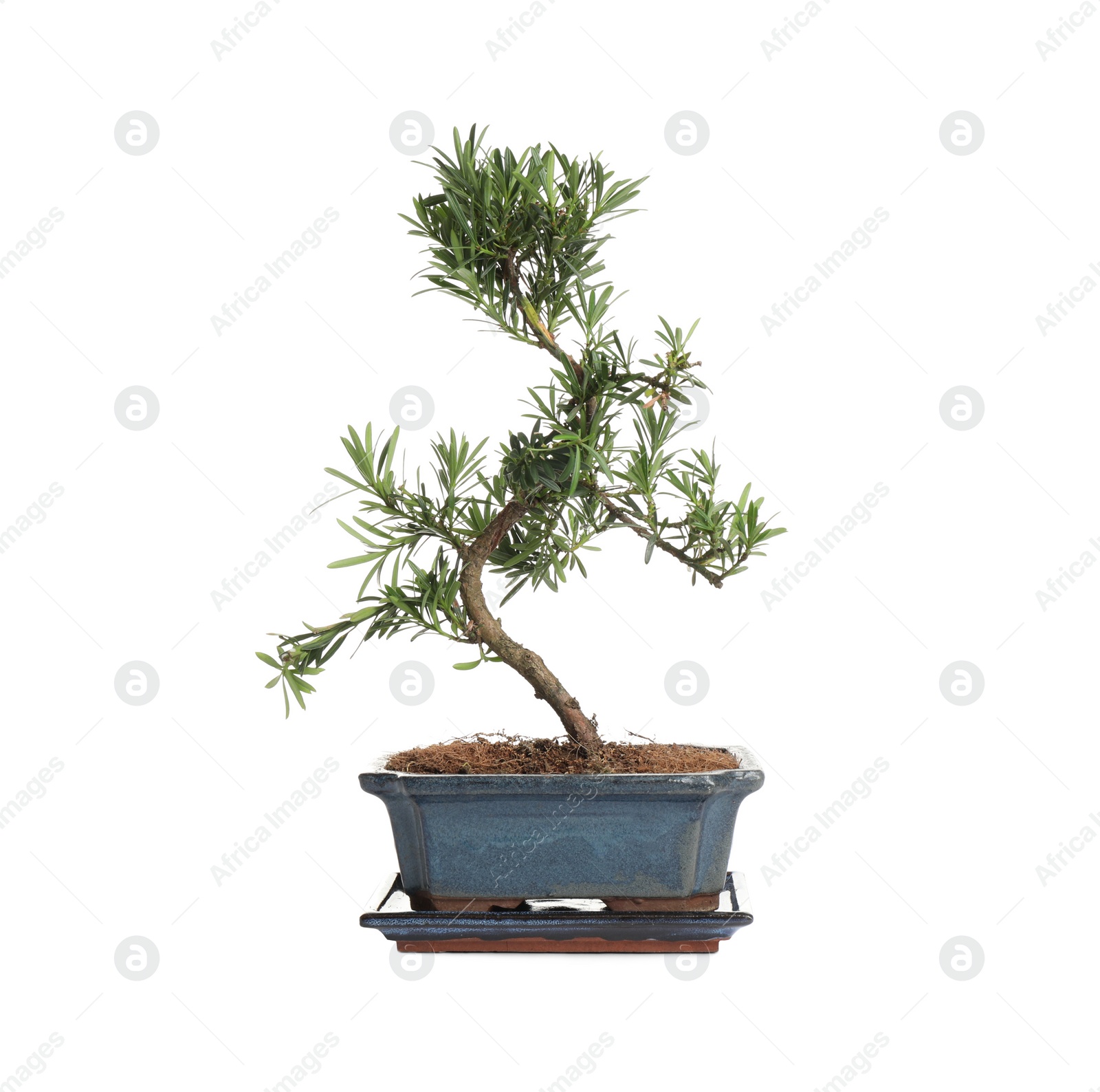 Photo of Japanese bonsai plant isolated on white. Creating zen atmosphere at home