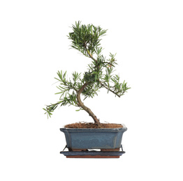 Photo of Japanese bonsai plant isolated on white. Creating zen atmosphere at home