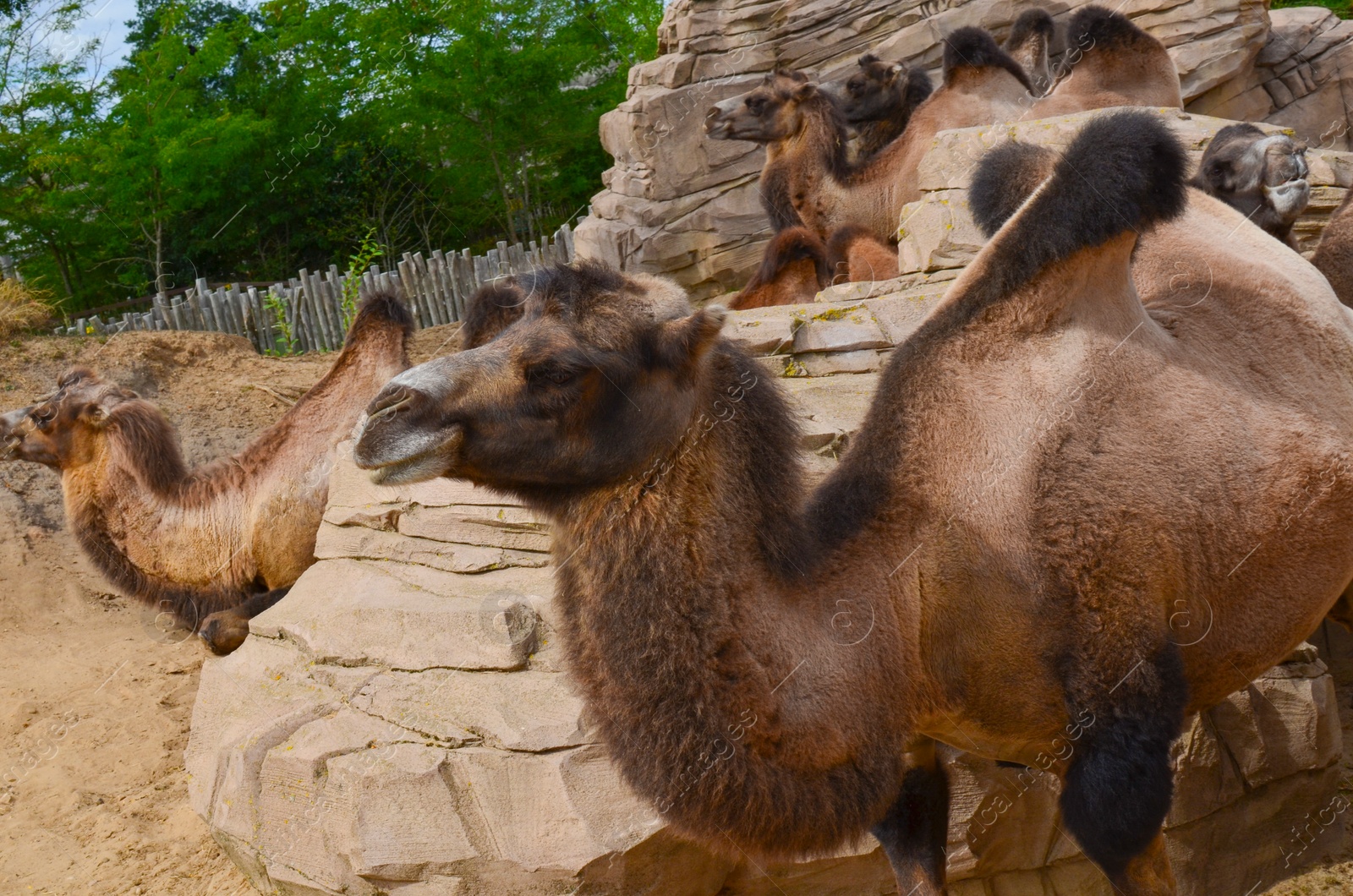 Photo of Group of camels in safari park outdoors